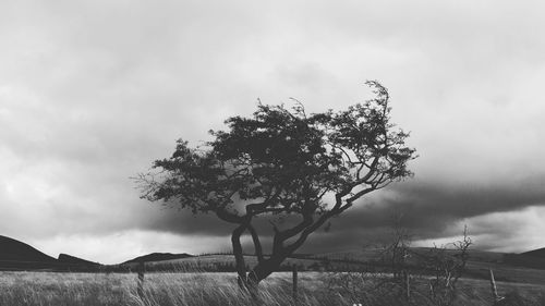 Tree on field against sky