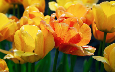 Close-up of yellow lilies