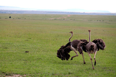 View of birds on grassy field