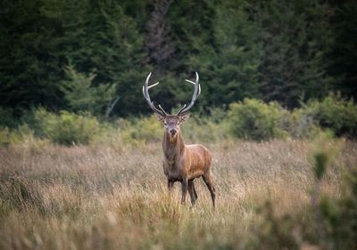 Deer standing in a forest