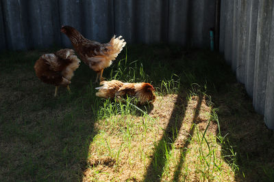 Hen in a field