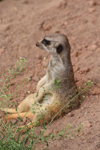 Meerkat on field