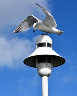 Low angle view of seagull flying