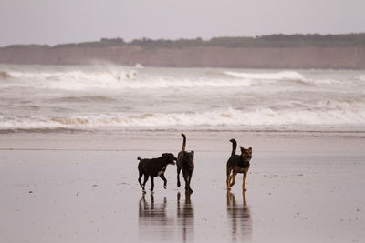 Dogs on beach