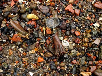 High angle view of shells on shore