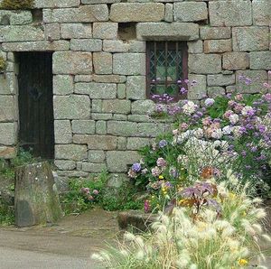 Flowers blooming in backyard