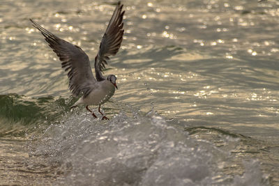 Bird flying over sea