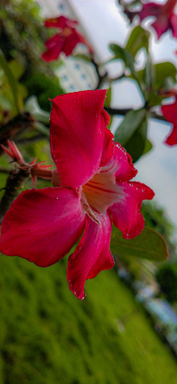 CLOSE-UP OF RED FLOWERS