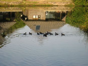 Ducks swimming in lake