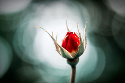 Close-up of red rose bud