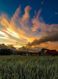 Scenic view of agricultural field against sky during sunset