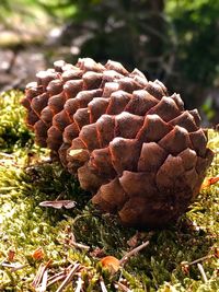 Close-up of pine cone on field