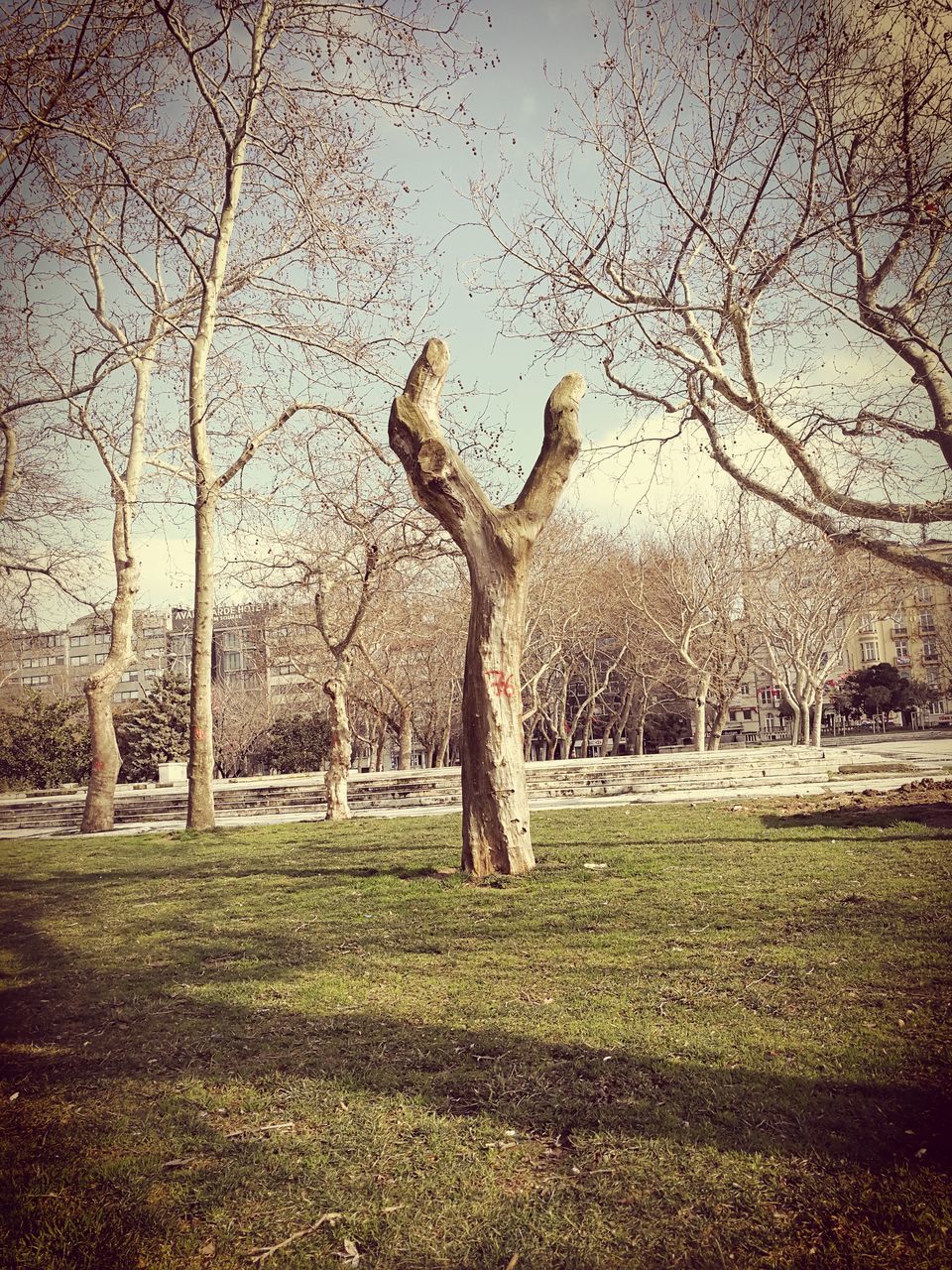 one person, full length, tree, motion, mid-air, sky, leisure activity, grass, outdoors, day, jumping, nature, people, only women, one woman only, real people, adults only, flexibility, human body part, adult