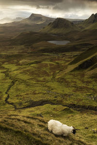 View of a sheep on landscape