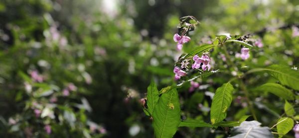 Close-up of pink flowering plant