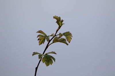 Low angle view of plant against clear sky