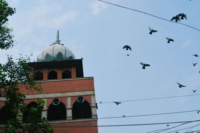 Low angle view of birds flying against sky