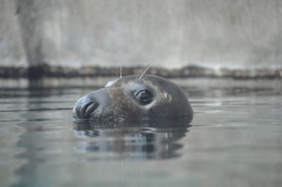 Close up of seal