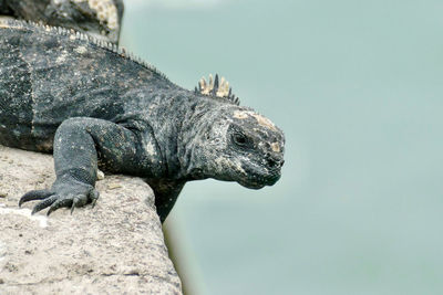 Close-up of a iguana on rock