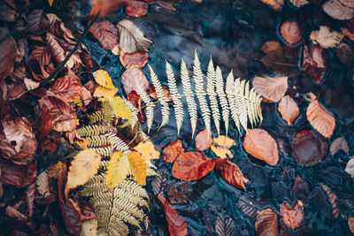 High angle view of autumn leaves