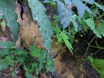 Close-up of wet plants