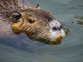 High angle view of beaver  swimming in lake