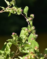 Close-up of flowers blooming outdoors