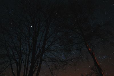 Trees at night