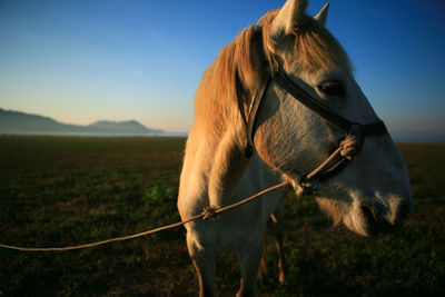 Close-up of horse standing on field against sky