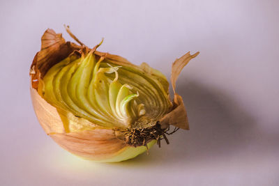 Close-up of wilted flower against white background