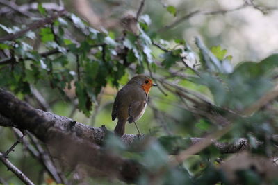 Bird perching on branch