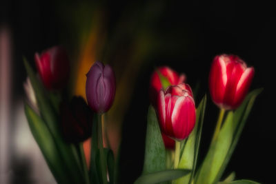 Close-up of pink tulips