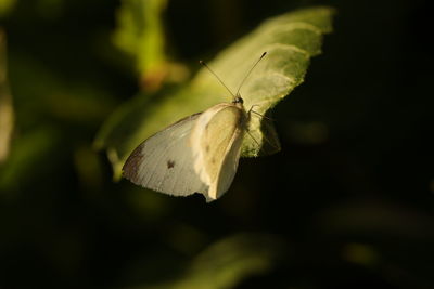 Close-up of butterfly on flower