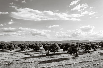 View of sheep on field against sky