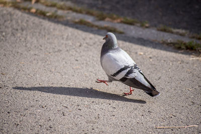 Close-up of pigeon on road