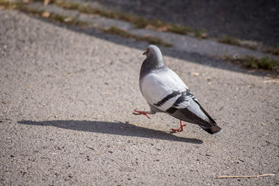 Close-up of bird perching on shadow