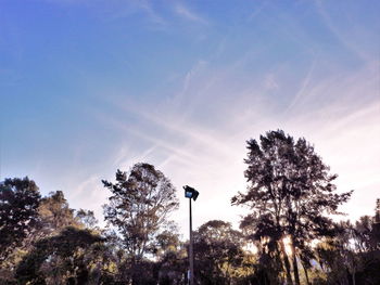 Low angle view of silhouette trees against sky