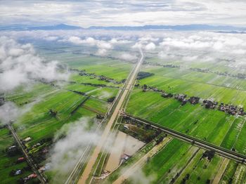 High angle view of green paddy field