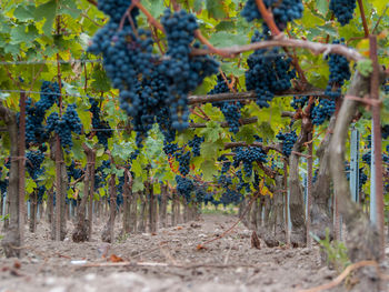 Trees growing in vineyard. saint-Émilion, france.