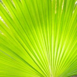 Full frame shot of green leaves