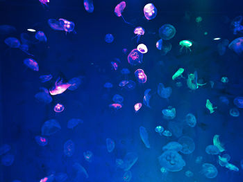 View of jellyfish in aquarium