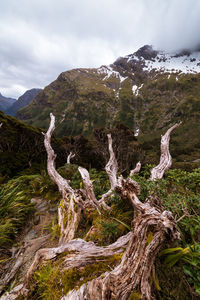 Scenic view of tree mountain against sky