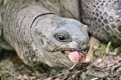 Close-up portrait of lizard