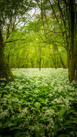 Scenic view of forest