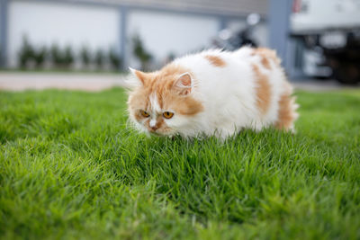 Cat looking away on field