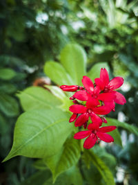 Close-up of red flowering plant