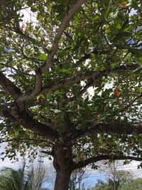 Low angle view of tree