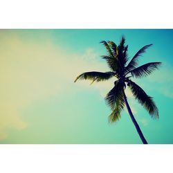 Low angle view of palm trees against blue sky