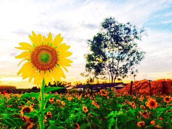 Sunflowers blooming on field against sky