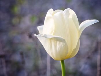 Close-up of white rose flower